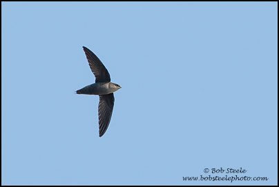 Vaux's Swift (Chaetura vauxi)