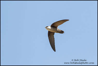 Vaux's Swift (Chaetura vauxi)
