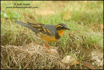Varied Thrush (Ixoreus naevius)