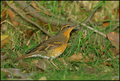 Varied Thrush (Ixoreus naevius)