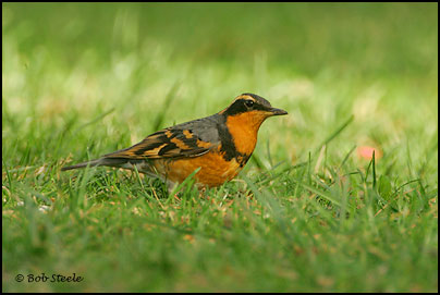 Varied Thrush (Ixoreus naevius)