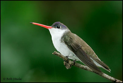 Violet-crowned Hummingbird (Amazilia violiceps)