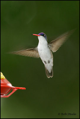 Violet-crowned Hummingbird (Amazilia violiceps)