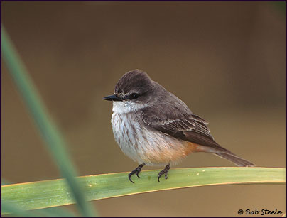 Vermilion Flycatcher (Pyrocephalus rubinus)