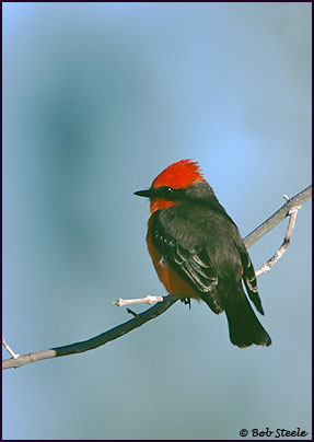 Vermilion Flycatcher (Pyrocephalus rubinus)
