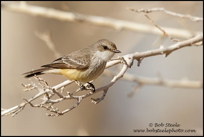 Vermilion Flycatcher (Pyrocephalus rubinus)