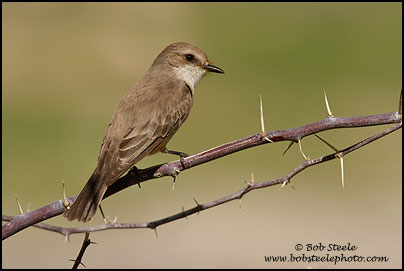 Vermilion Flycatcher (Pyrocephalus rubinus)