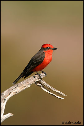 Vermilion Flycatcher (Pyrocephalus rubinus)
