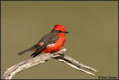 Vermilion Flycatcher (Pyrocephalus rubinus)