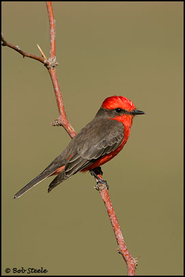 Vermilion Flycatcher (Pyrocephalus rubinus)