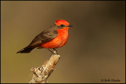 Vermilion Flycatcher (Pyrocephalus rubinus)