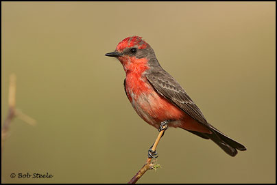 Vermilion Flycatcher (Pyrocephalus rubinus)