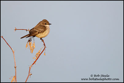 Vermilion Flycatcher (Pyrocephalus rubinus)