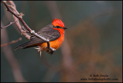 Vermilion Flycatcher (Pyrocephalus rubinus)