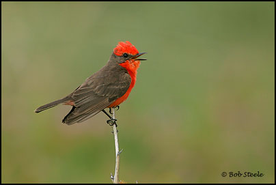 Vermilion Flycatcher (Pyrocephalus rubinus)