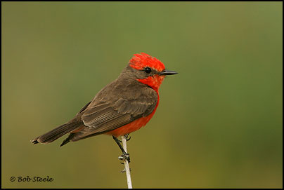 Vermilion Flycatcher (Pyrocephalus rubinus)
