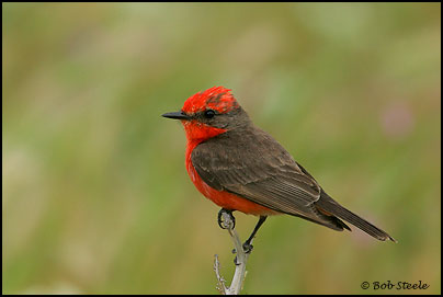 Vermilion Flycatcher (Pyrocephalus rubinus)