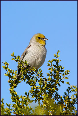 Verdin (Auriparus flaviceps)