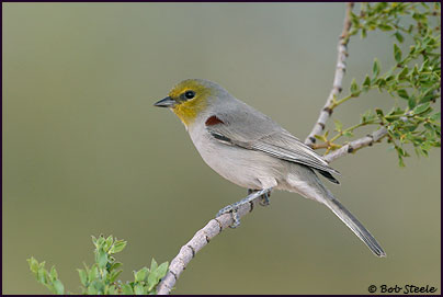 Verdin (Auriparus flaviceps)