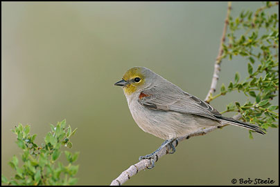 Verdin (Auriparus flaviceps)