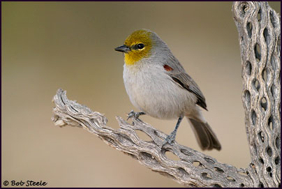 Verdin (Auriparus flaviceps)