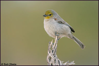 Verdin (Auriparus flaviceps)