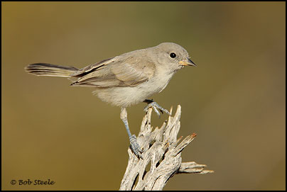 Verdin (Auriparus flaviceps)