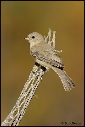 Verdin (Auriparus flaviceps)