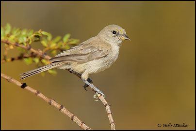 Verdin (Auriparus flaviceps)