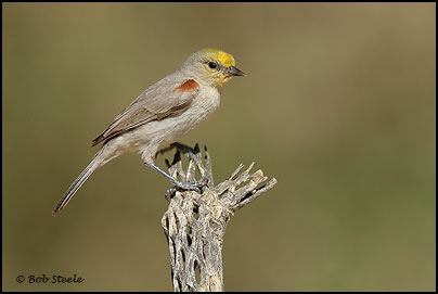 Verdin (Auriparus flaviceps)