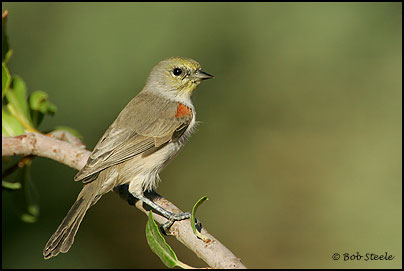 Verdin (Auriparus flaviceps)