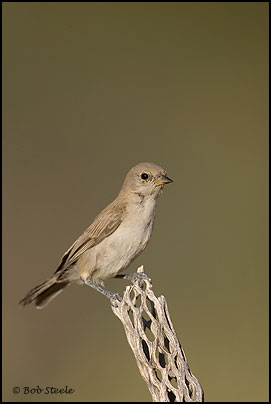Verdin (Auriparus flaviceps)