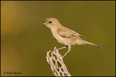 Verdin (Auriparus flaviceps)