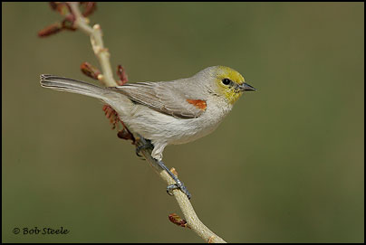 Verdin (Auriparus flaviceps)