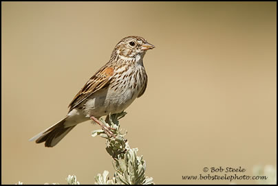 Vesper Sparrow (Pooecetes gramineus)