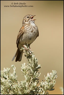 Vesper Sparrow (Pooecetes gramineus)