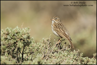 Vesper Sparrow (Pooecetes gramineus)