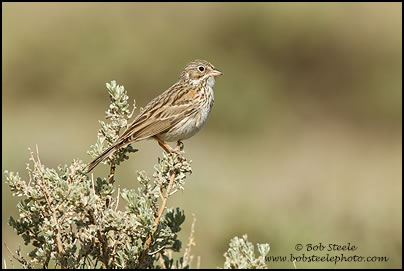 Vesper Sparrow (Pooecetes gramineus)
