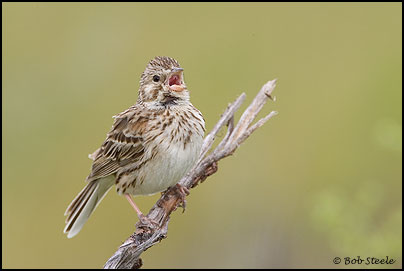 Vesper Sparrow (Pooecetes gramineus)