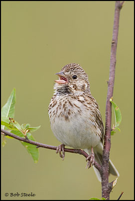 Vesper Sparrow (Pooecetes gramineus)