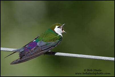 Violet-green Swallow (Tachycineta thalassina)