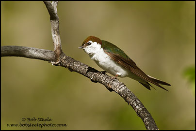 Violet-green Swallow (Tachycineta thalassina)