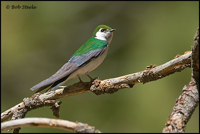 Violet-green Swallow (Tachycineta thalassina)