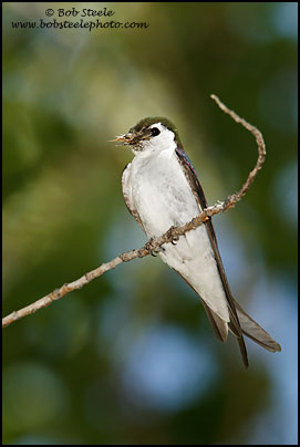 Violet-green Swallow (Tachycineta thalassina)