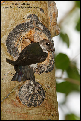 Violet-green Swallow (Tachycineta thalassina)