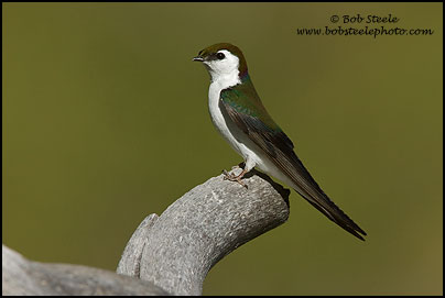 Violet-green Swallow (Tachycineta thalassina)