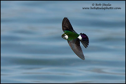 Violet-green Swallow (Tachycineta thalassina)