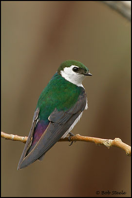 Violet-green Swallow (Tachycineta thalassina)