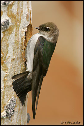 Violet-green Swallow (Tachycineta thalassina)