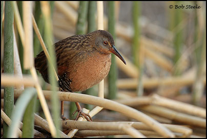 Virginia Rail (Rallus limicola)